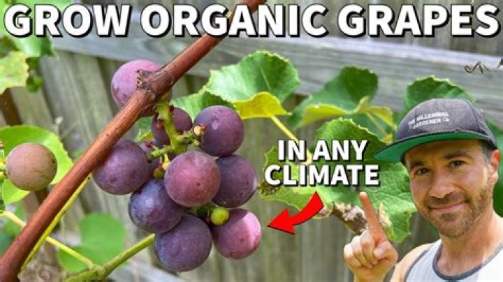 Can grape vines grow anywhere?