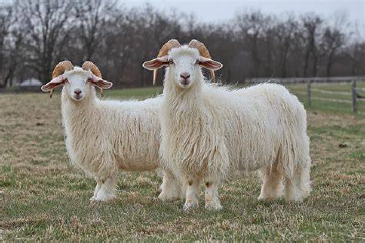 Can I raise cashmere goats?
