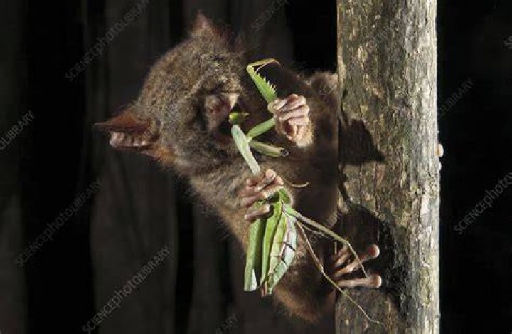 Do snakes eat tarsiers?
