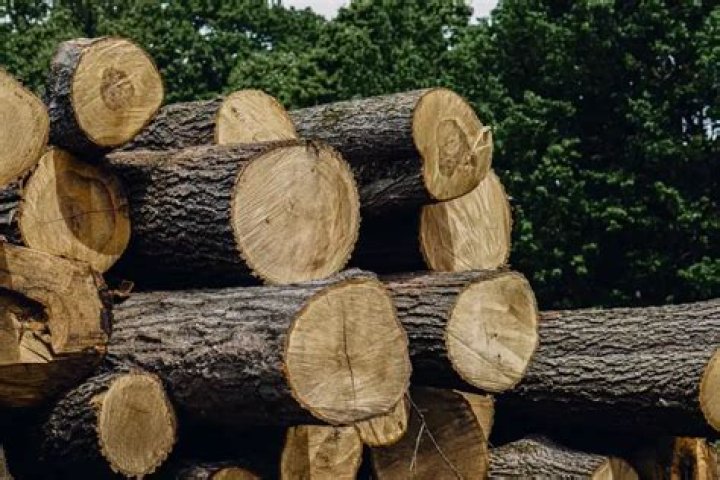Does the lumber industry plant trees?