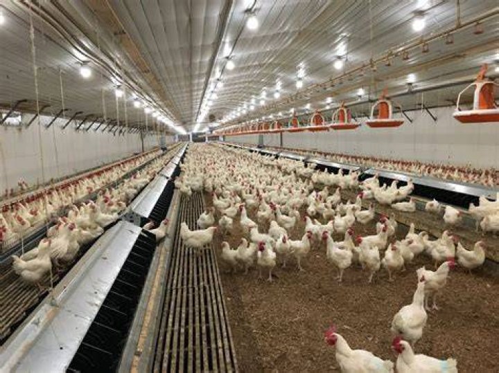 How can we reduce cost in broiler farming?