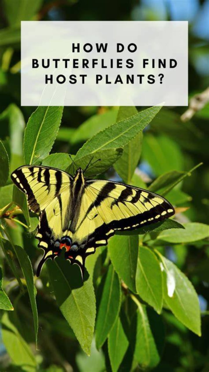 How do butterflies identify plants?