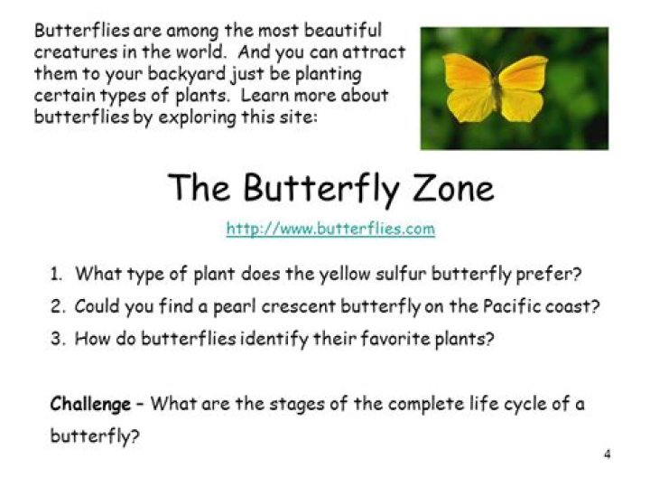 How do butterflies identify their favorite plants?