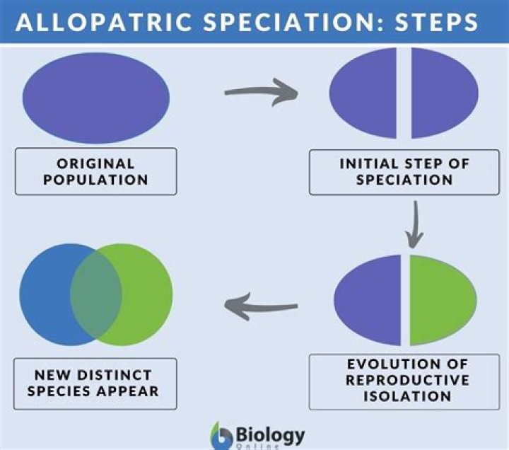 How do changes in genetic equilibrium lead to speciation?