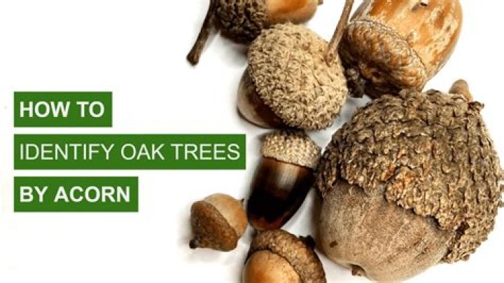 How do I identify an acorn tree?
