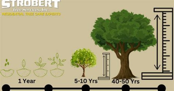 How long does it take for a newly planted tree to grow?