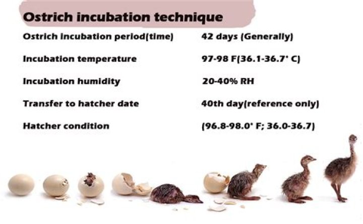 How long does it take to incubate ostrich eggs?
