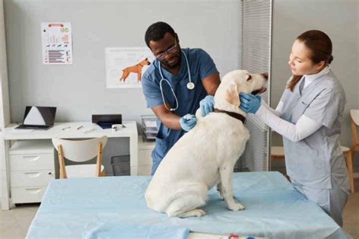 How long is a veterinarian career?