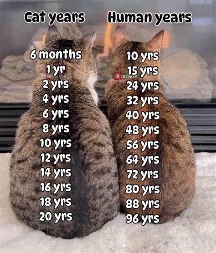 How many human years would it take to get to Pluto?