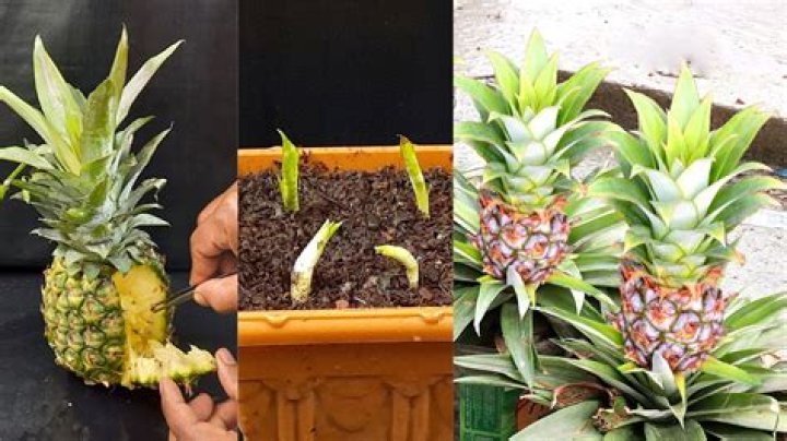 How many ovaries does a pineapple have?