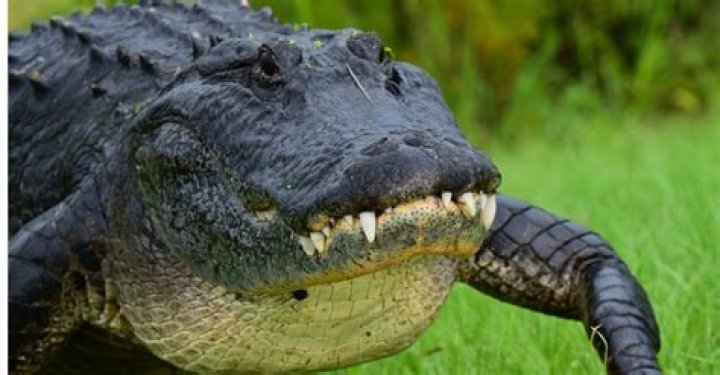 How much do alligators weigh?
