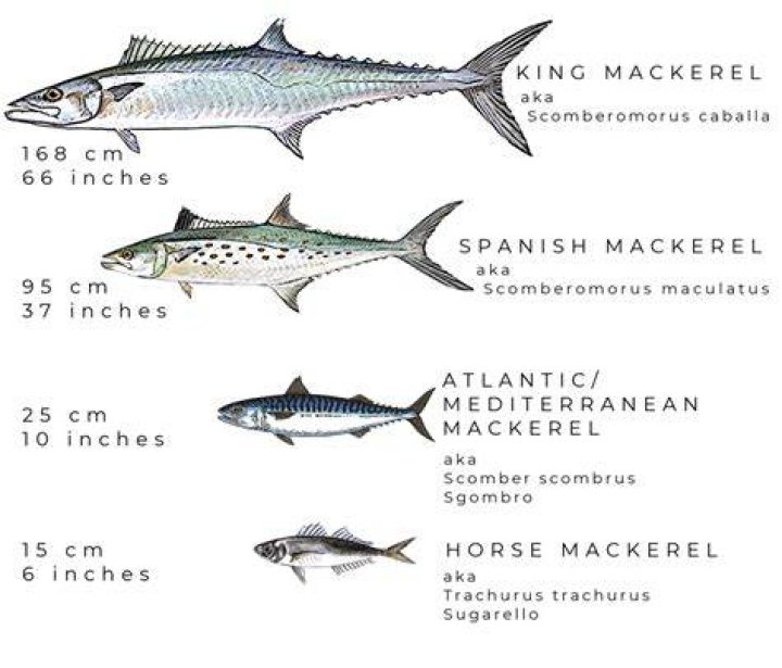 How much is king mackerel per pound?
