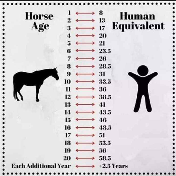 How old is a 27 year old horse in human years?