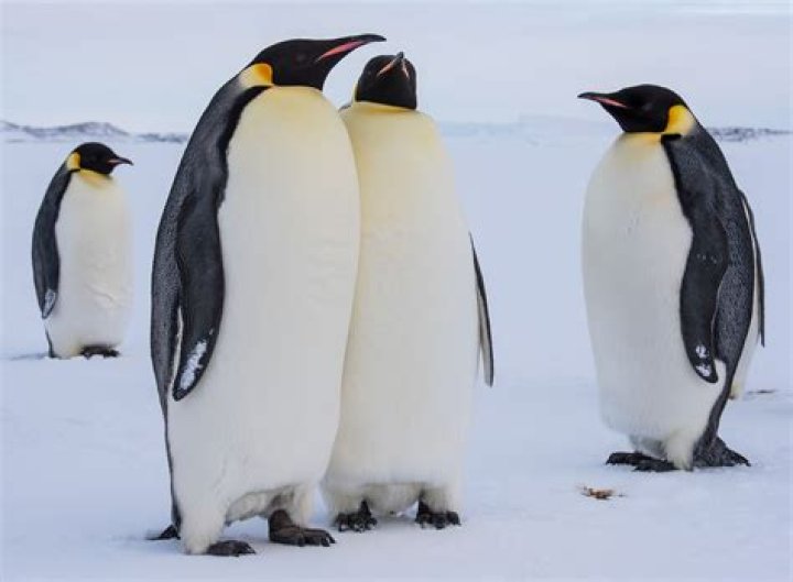 How tall is a full grown emperor penguin?