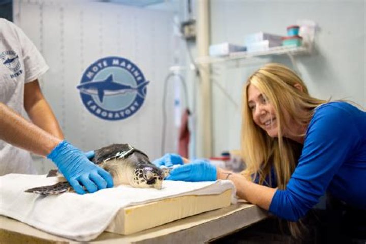 Is a wildlife rehabilitator a career?