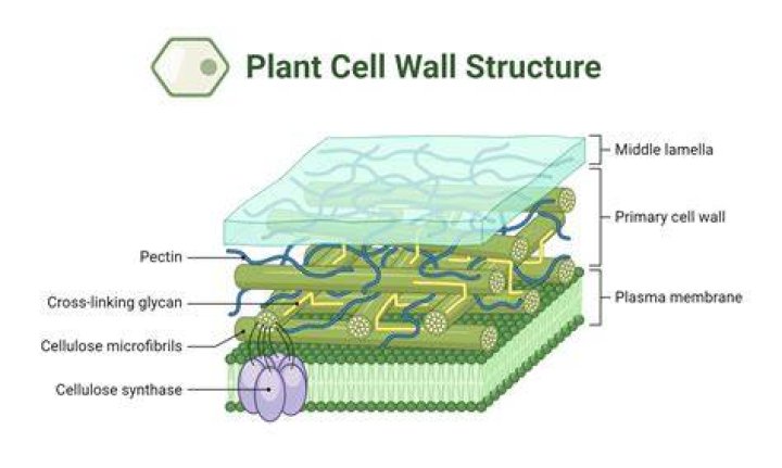 Is cell wall made up of living material?
