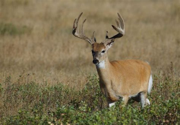 Is deer farming bad?
