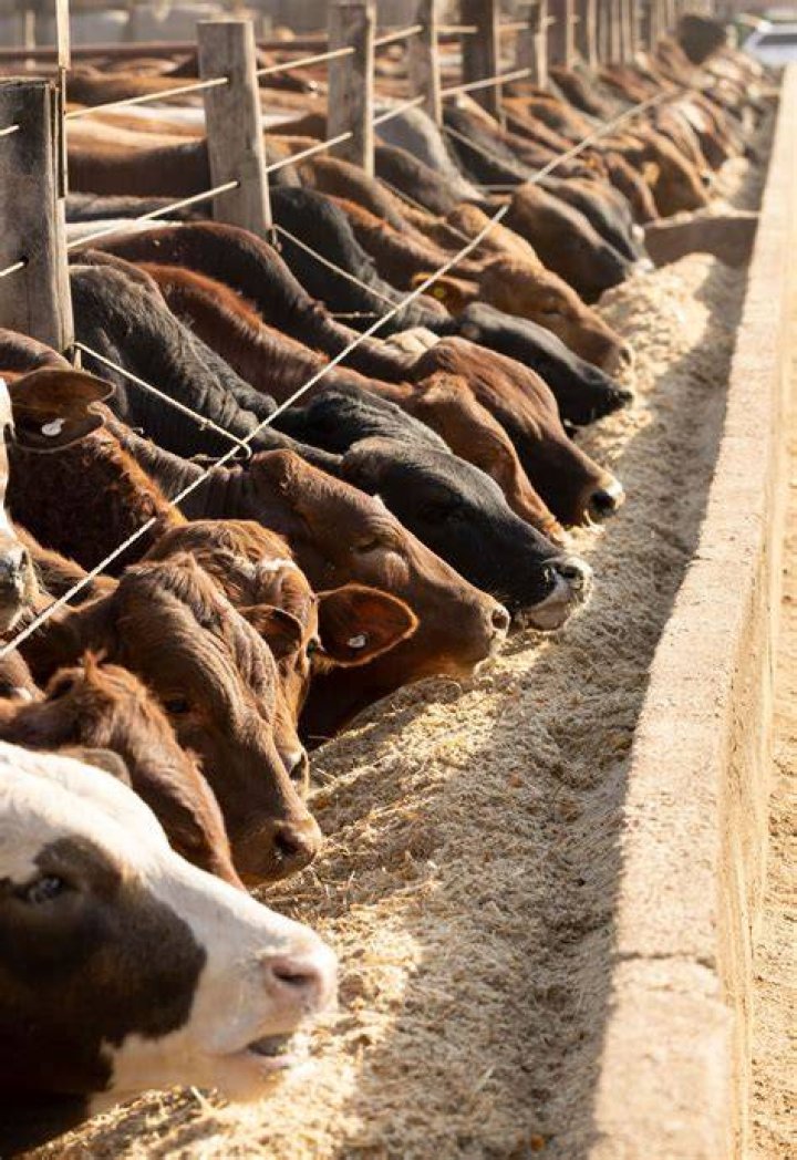 Is livestock a fixed asset?