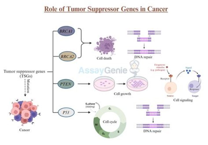 Is RAF a tumor suppressor gene?