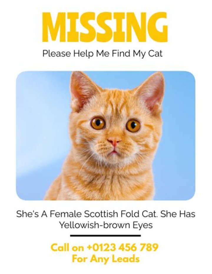 Should I offer a reward for my missing cat?
