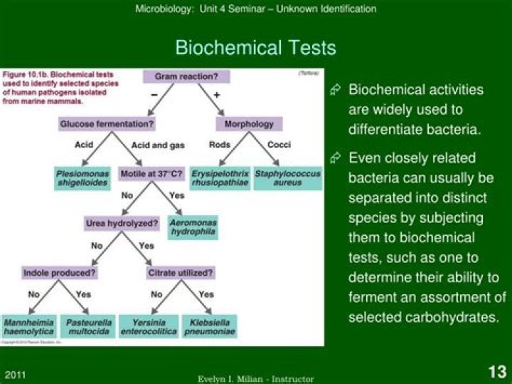 What are biochemical examples?