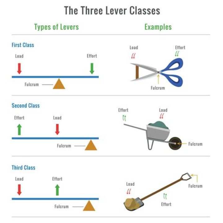 What are the 3 examples of levers?