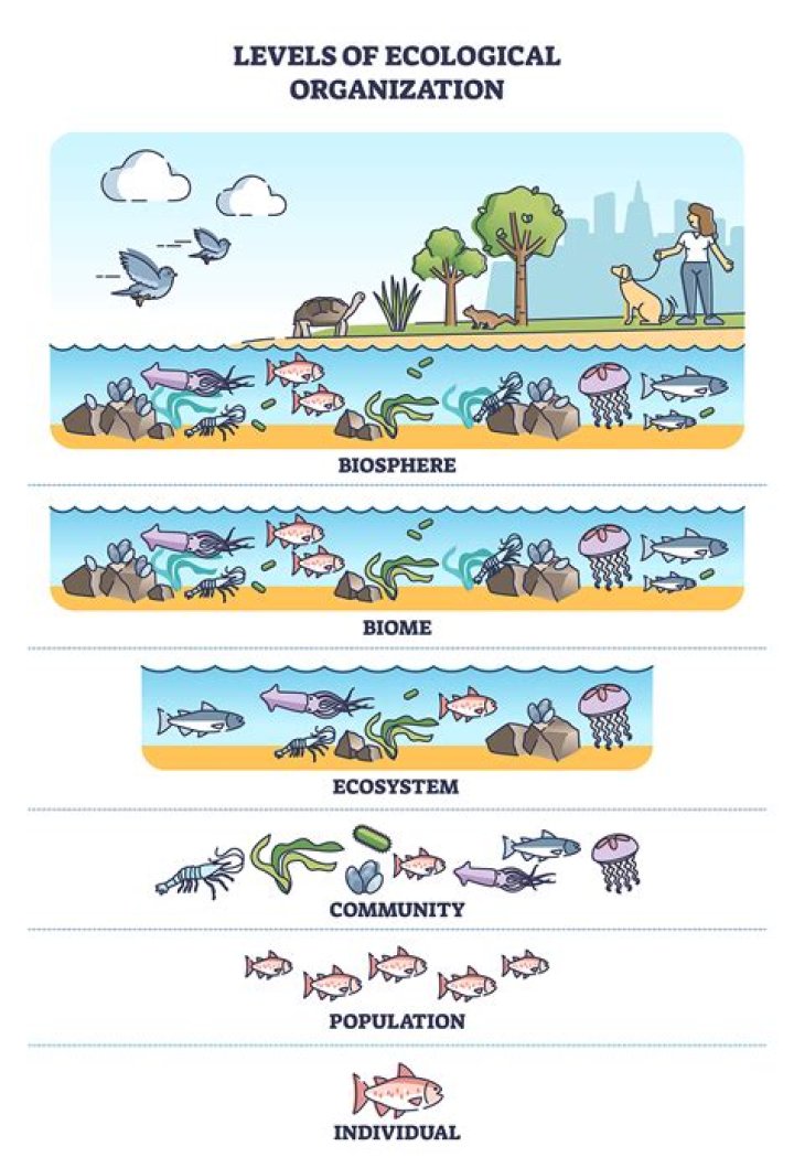 What are the 7 levels of organization in order?