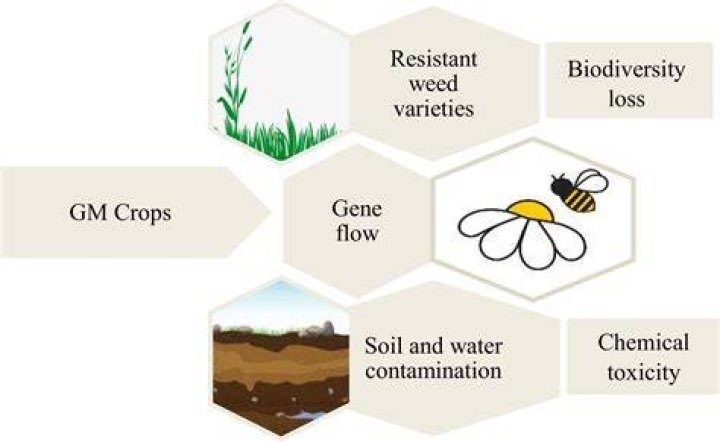 What are the positive and negative effects of GMO?