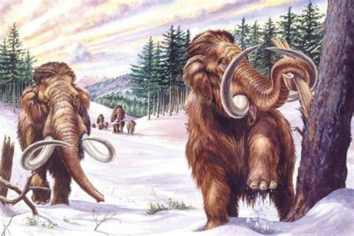 What did woolly mammoths eat in the winter?