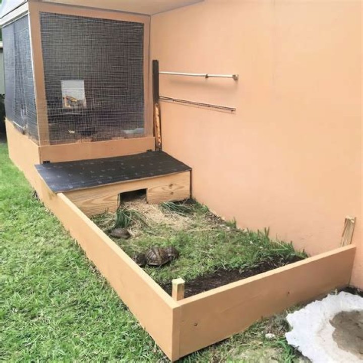 What do you put in a sulcata tortoise cage?