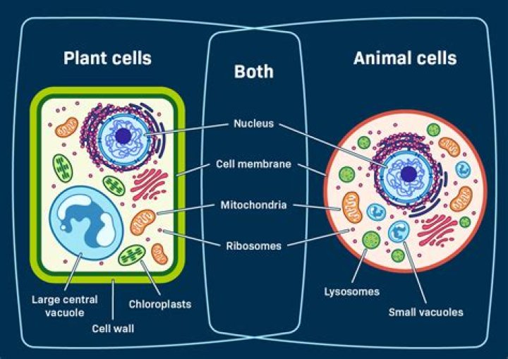 What does both plant and animal cells contain?