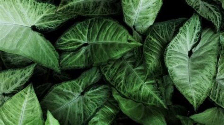 What does ecology mean in business?