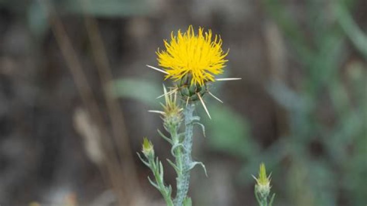 What eats the yellow star thistle?