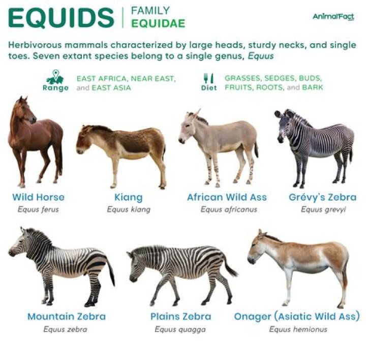 What era did the Equus live in?