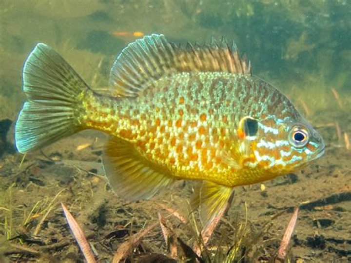 What fish can live in a pool?