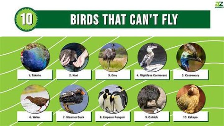 What has 4 legs but Cannot fly?