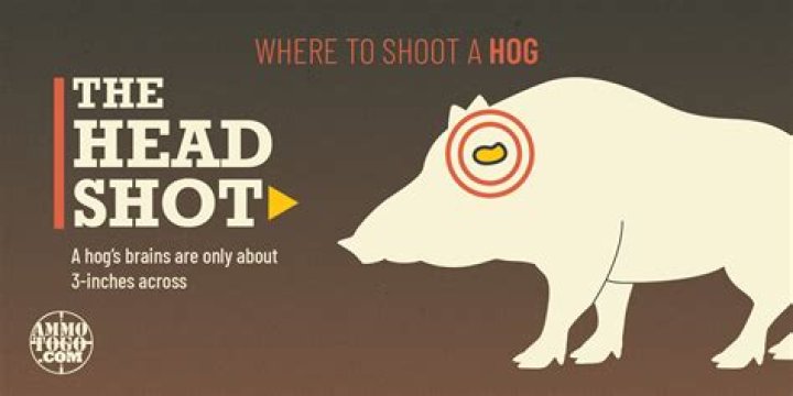What is a hog head on a vehicle?