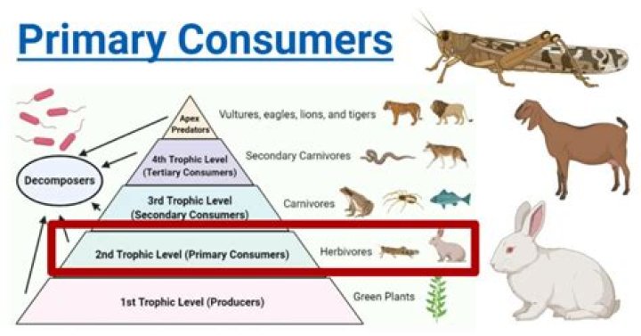 What is a individual consumer definition?