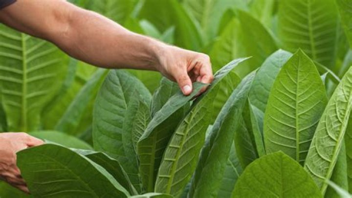 What is big tobacco worth?