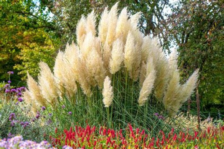 What is called pampas?