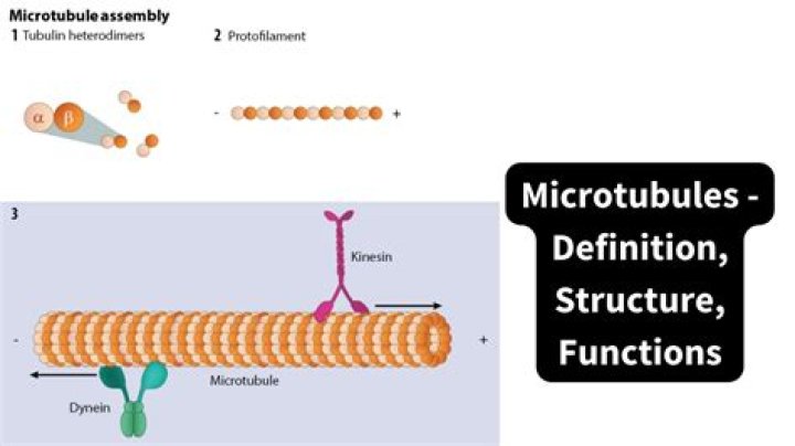 What is microtubules and its function?