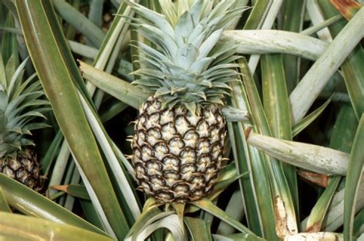 What is pineapple related to?