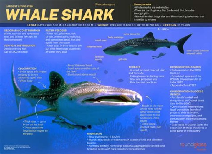What is the class of a whale?