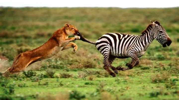 What is the food of zebra?