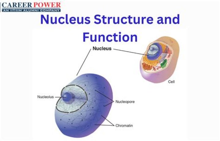 What is the function of the technostructure?