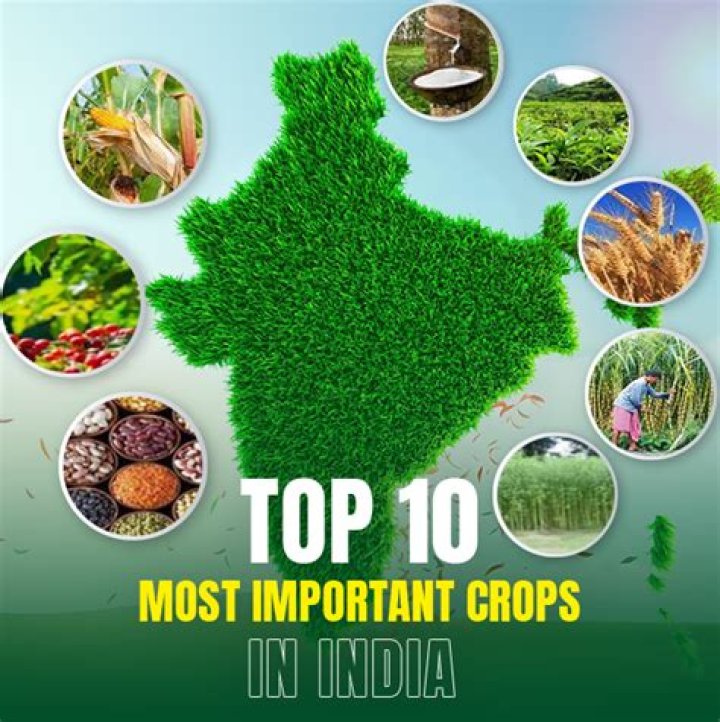 What is the most grown crop in China?