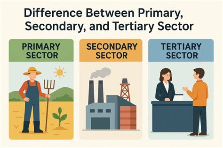What is the role of primary secondary and tertiary sector in the development?
