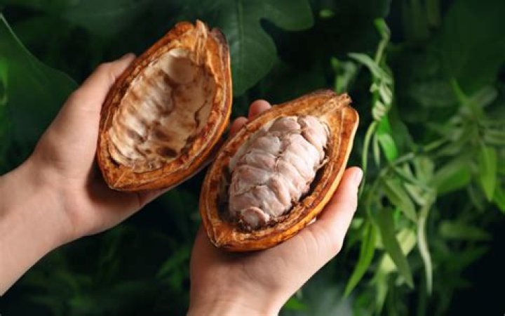 What is the significance of cocoa bean?