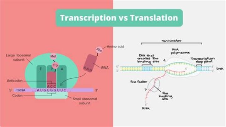 What is the translation of CEO?