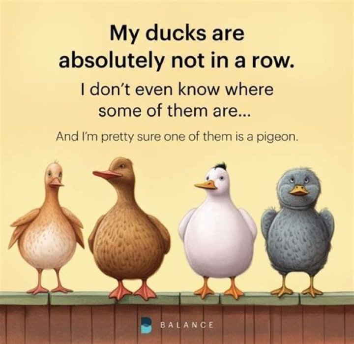 What is the word for getting ducks in a row?
